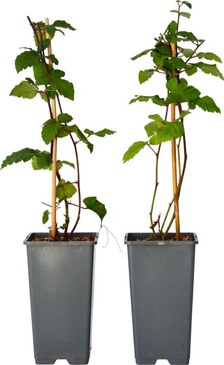 Actual product image Plant in a Box Rubus fruticosus Thornfree - set of 2 blackberry plants (50 cm)