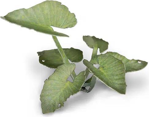 Produktbild Gamers Grass Laser Plants - Elephant Ear