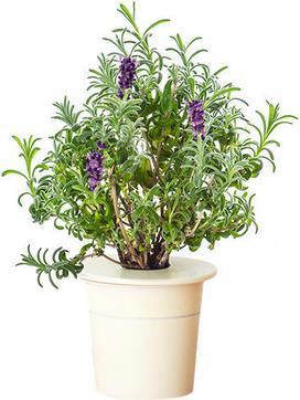 Actual product image Click and Grow Lavender (Herb seeds)