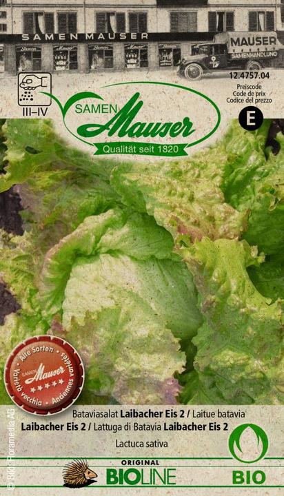 Immagine prodotto Samen Mauser Batavia insalata Laibacher gelato 2 (Semi di verdura)