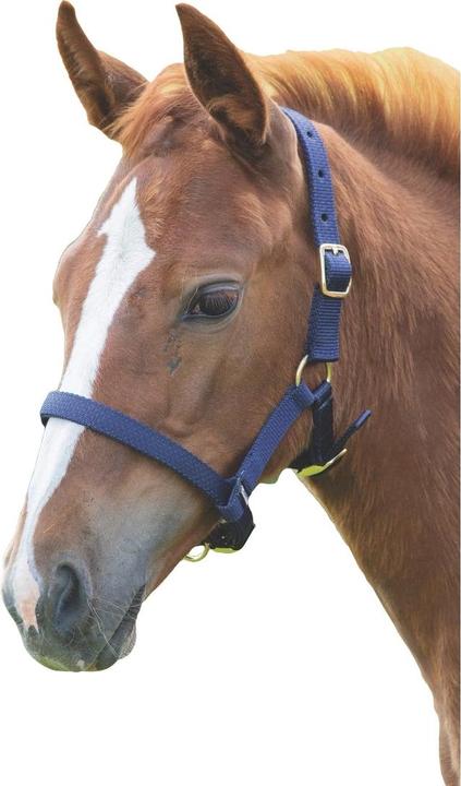 Actual product image Shires UTER409 P