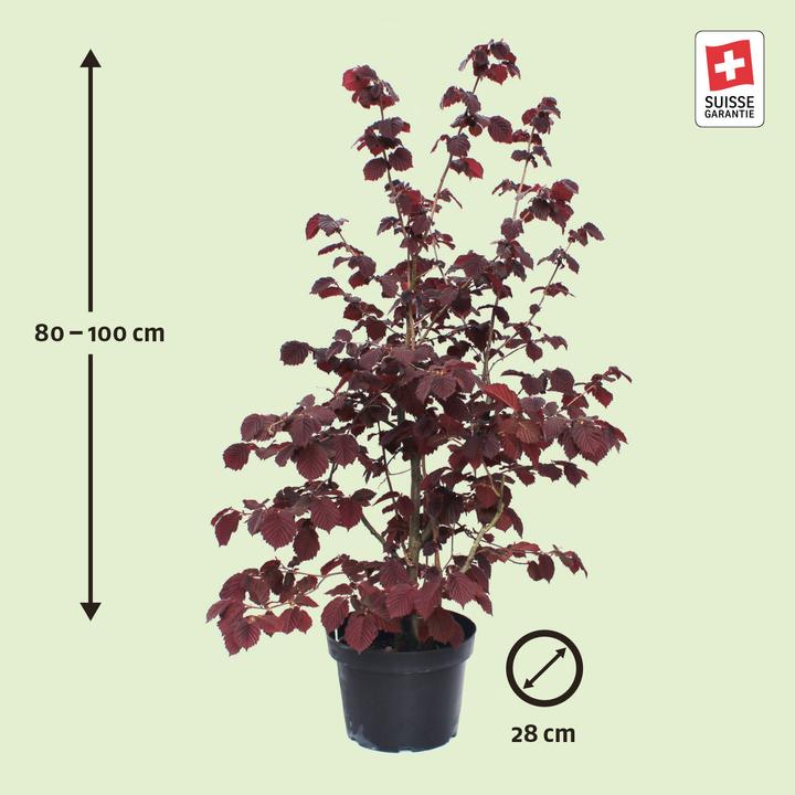 Immagine prodotto Zulauf Blut-Hasel / Corylus maxima 'Purpurea' (100 cm)