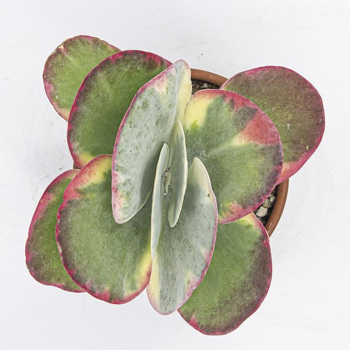 Produktbild Kakteen Gautschi Kalanchoe thyrsiflora (20 cm)