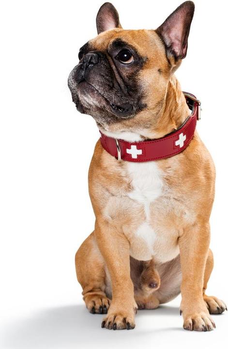 Image du produit Hunter Suisse (Chien, Général)