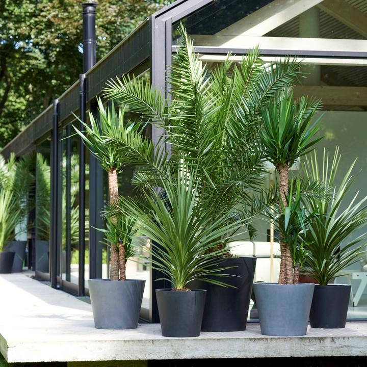 Actual product image Plant in a Box Phoenix canariensis, Chamaerops Humilis, Washingtonia Robusta (50 cm)