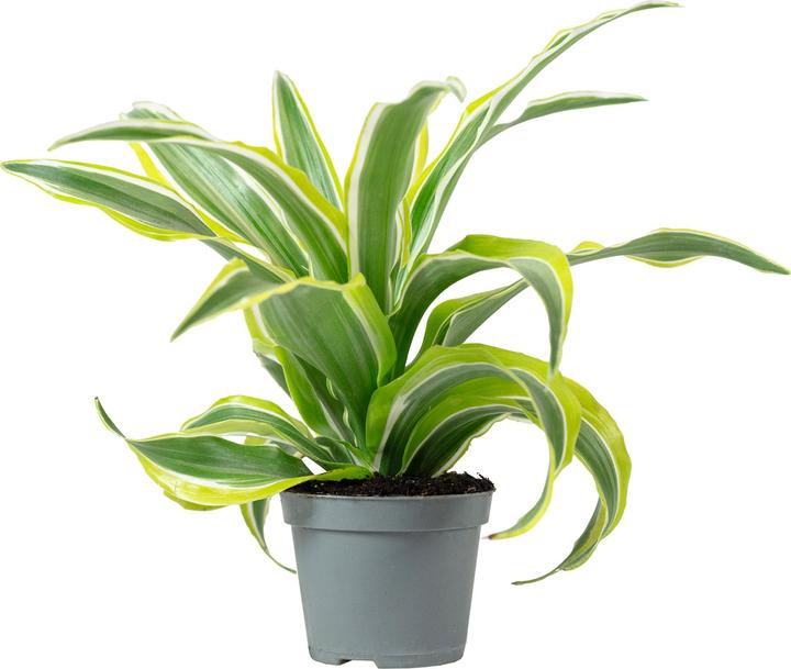 Image du produit Flowerbox Dragonnier Lemon Surprise - Dracaena Deremensis Fragrans Lemon Surprise (6 cm)