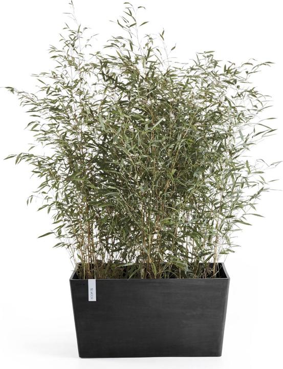 Actual product image Ecopots Paris (38 cm)