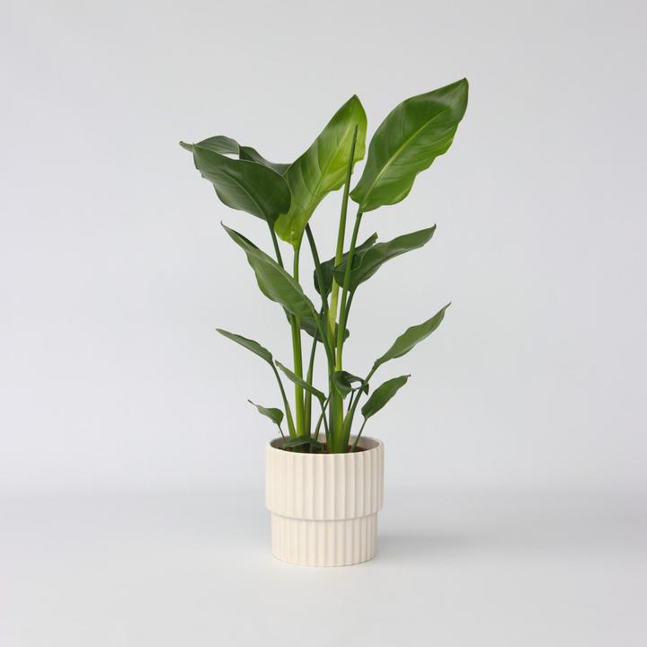 Produktbild Plant in a Box Strelitzia Nicolai - Paradiesvogelblume (55 cm)