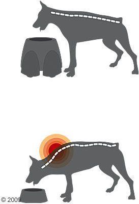 Actual product image Savic Ergo Feeder Dog Bar x Height (2 l)