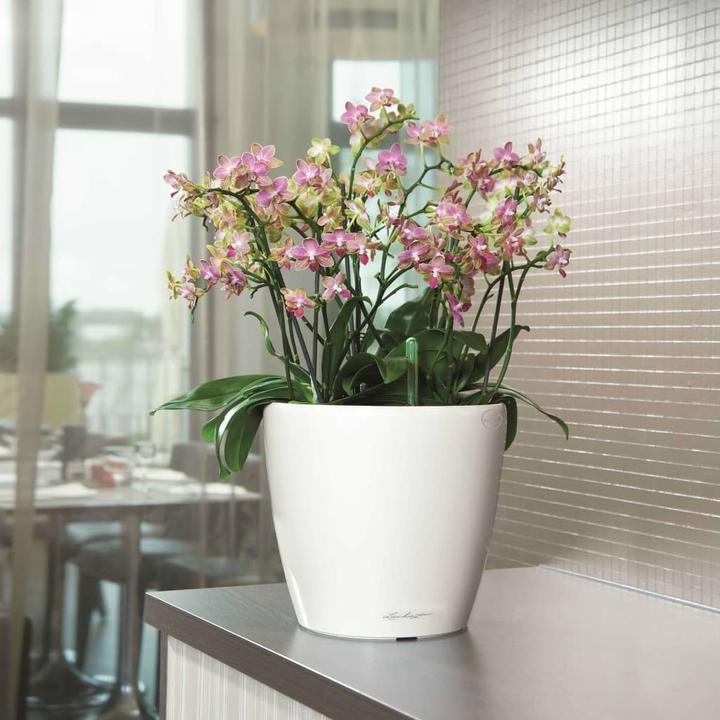Image du produit Lechuza Classico (36 cm)