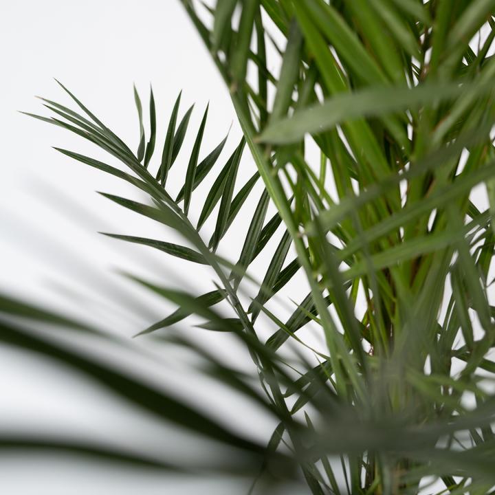 Produktbild Plant in a Box Phoenix canariensis (80 cm)