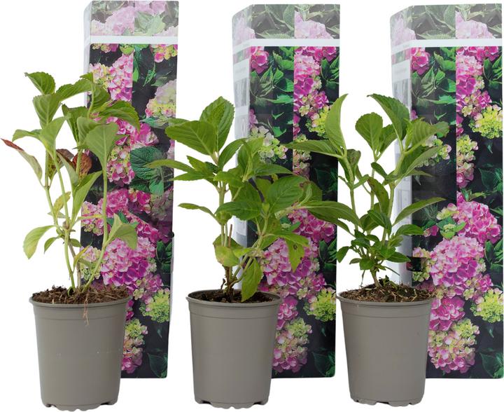 Actual product image Plant in a Box Hydrangea macrophylla 'Early Pink' - Set of 3 hydrangeas (25 cm)