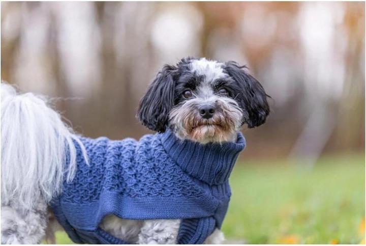 Immagine prodotto Trixie Maglia Norwood XXS, 21 cm, blu scuro (Maglione per cani)