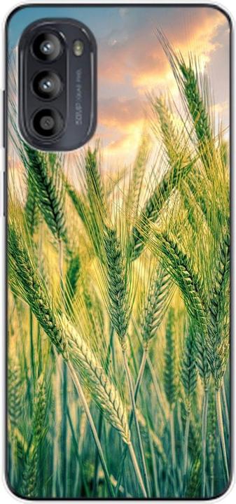 Cornfield
