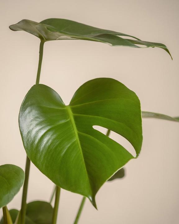 Actual product image feey Large Monstera (65 cm, Freshly repotted)