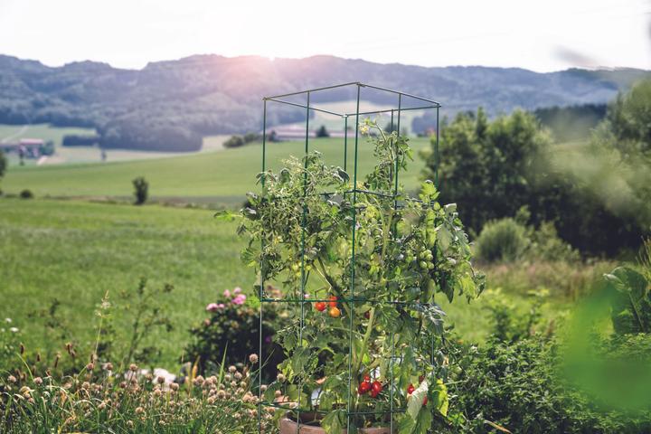 Actual product image Windhager Tomato Tower 4-piece (35 cm, 35 cm)