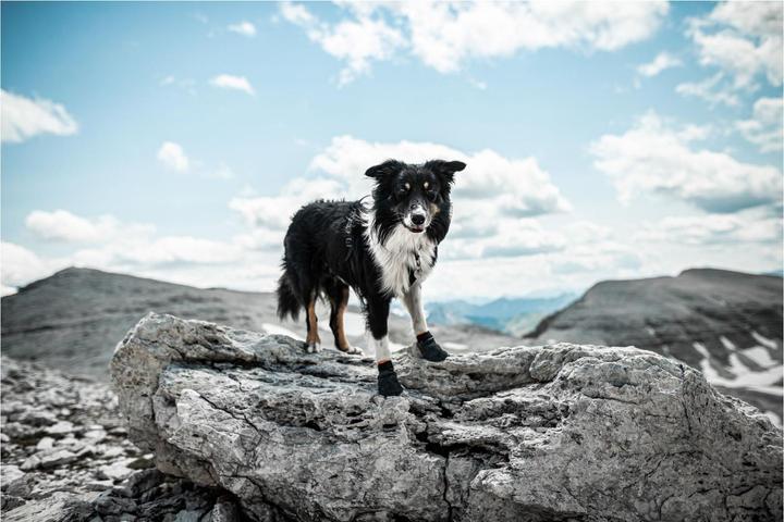 Produktbild Non-Stop Dogwear Protector (M, Hundebademantel)