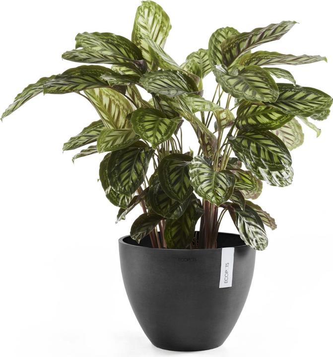 Image du produit Ecopots Anvers (50 cm)
