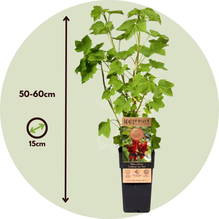 Produktbild Plant in a Box Ribes rubrum Jonkheer van Tets - 4er set Johannisbeere (50 cm)