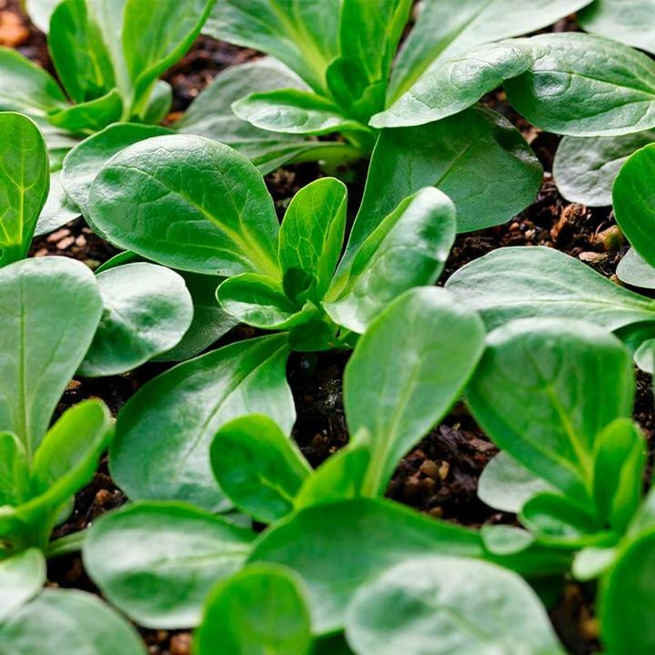 Immagine prodotto Living Seeds Valeriana Vit (Semi di verdura)