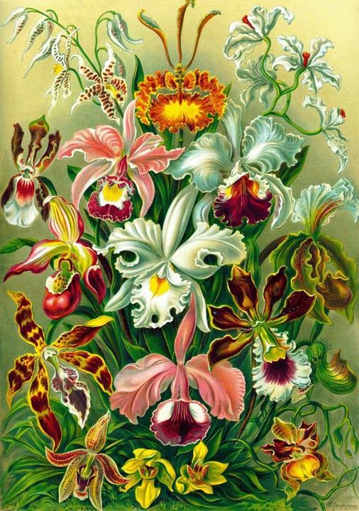 Immagine prodotto Good Loot Puzzle 1000 Imagination Ernst Haeckel Orchidea / Orchidea (1000 pezzi)