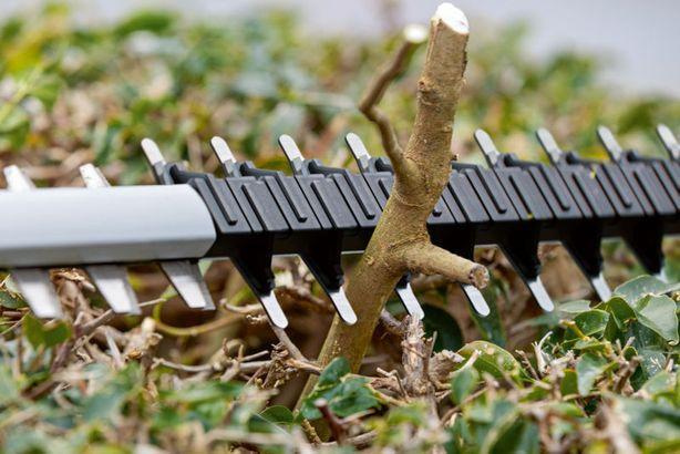Actual product image Bosch Professional BOSCH 06008C9500 (Cordless hedgecutters)