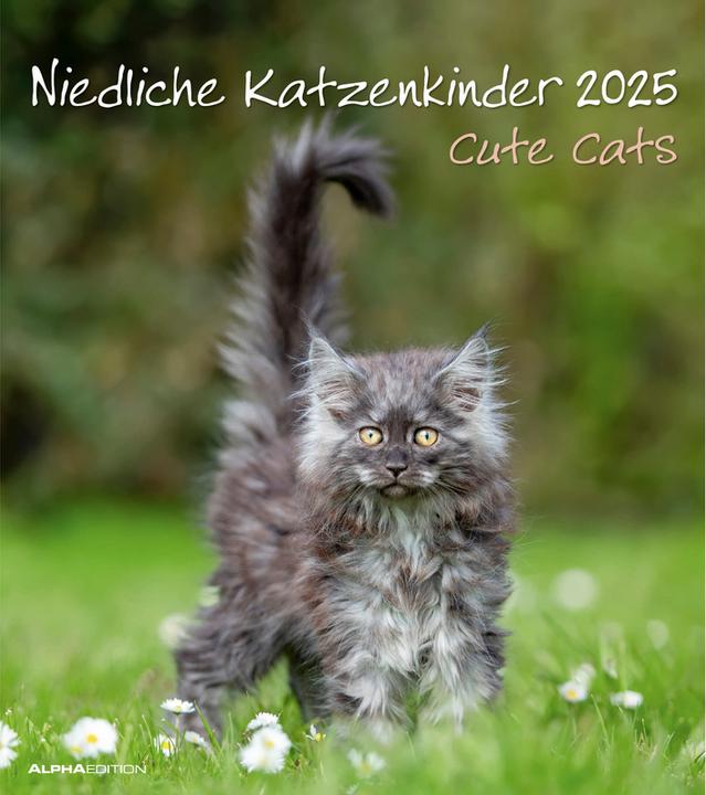 Actual product image Alpha Edition Cute kittens 2025 picture calendar, 30x34cm, calendar with cute kittens (30 x 34 cm, Hardcover, German)
