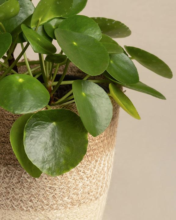 Image du produit feey Plante Ufo (25 cm, Fraîchement rempotés, Respectueux des animaux)
