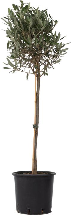 Image du produit Plant in a Box Olea Europaea - Olivier (100 cm)