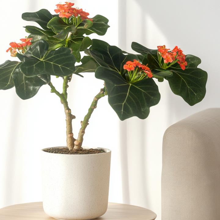 Produktbild Plant in a Box Jatropha Podagrica - 2er Set Gichtkraut (25 cm)