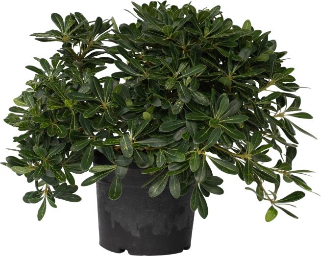 Actual product image Plant in a Box Pittosporum tobira nanum - Laurel (30 cm)
