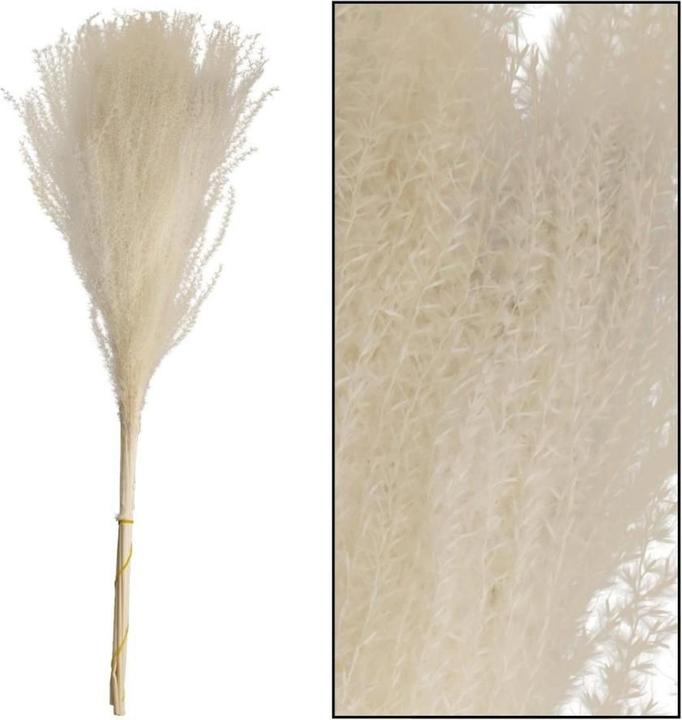 Immagine prodotto Dijk Canna cinese - Miscanthus (Fiori secchi)