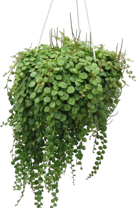 Plantlovers Peperomia Prostrata Pepperspot (Zierpfeffer)
