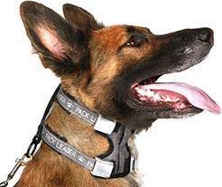 Produktbild Cesar Millan Trainingshalsband