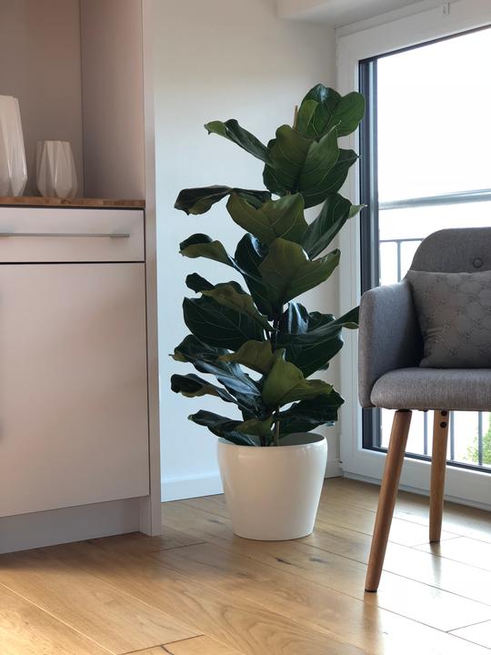 Produktbild Flowerbox Geigenfeige - Ficus Lyrata (100 cm)