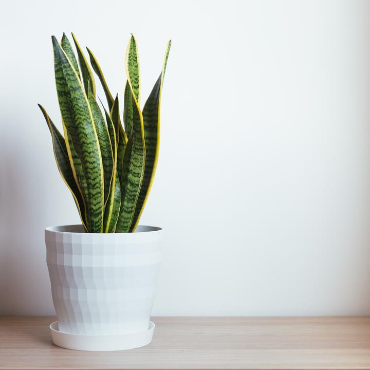 Immagine prodotto Plant in a Box Sansevieria trifasciata Laurentii - canapa a fiocco (65 cm)