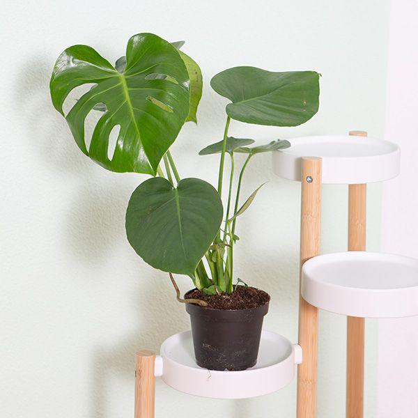 Immagine prodotto VEG and the City Liberia (75 cm)