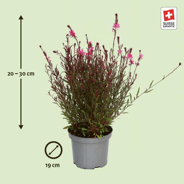 Actual product image Zulauf Lindheimer's Beeblossom (25 cm)