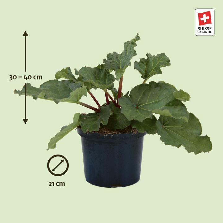 Produktbild Zulauf Rheum 'Elmsfeuer' / Rhabarber 'Elmsfeuer' (30 cm)