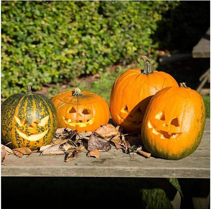 Immagine prodotto Creativ Company Strumento per intagliare la zucca