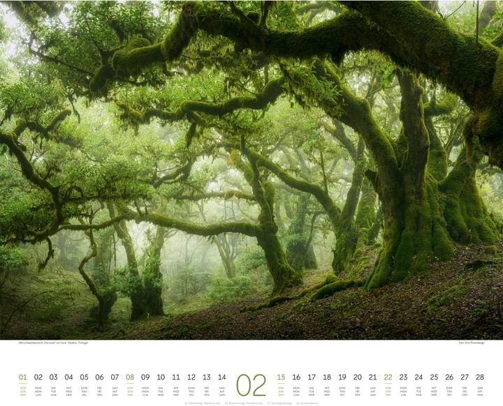 Actual product image Wald Kalender 2026 (54 x 48 cm, Hardcover, German, French, English)