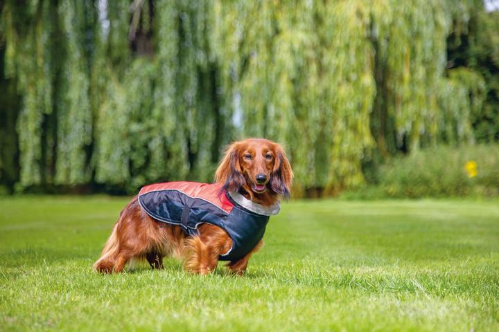 Actual product image Beeztees Dog coat Saby (XXL, Dog coat)