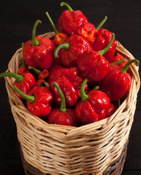 Actual product image Tropica Chilli - 'Trinidad Moruga Scorpion' Capsicum Chinensis (Vegetable seeds)