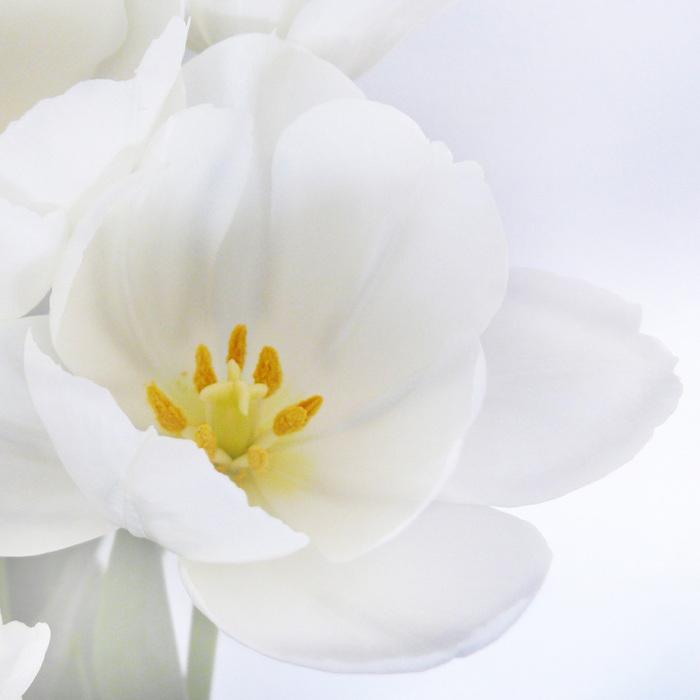 Produktbild Jamb Orchidee