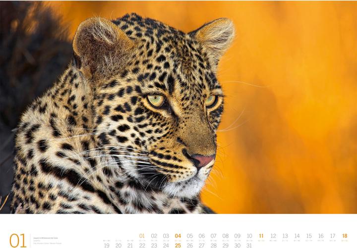 Actual product image Afrika - Gallery Kalender 2026 (66 x 50 cm, Hardcover, German, English)