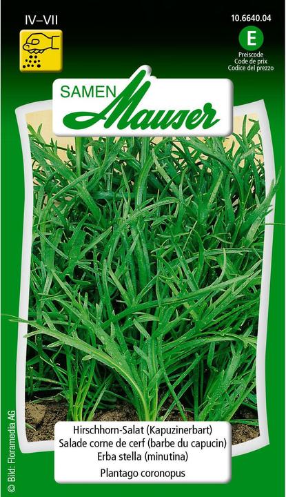 Image du produit Samen Mauser Salade de corne de cerf Barbe de capucin (Graines de légumes)