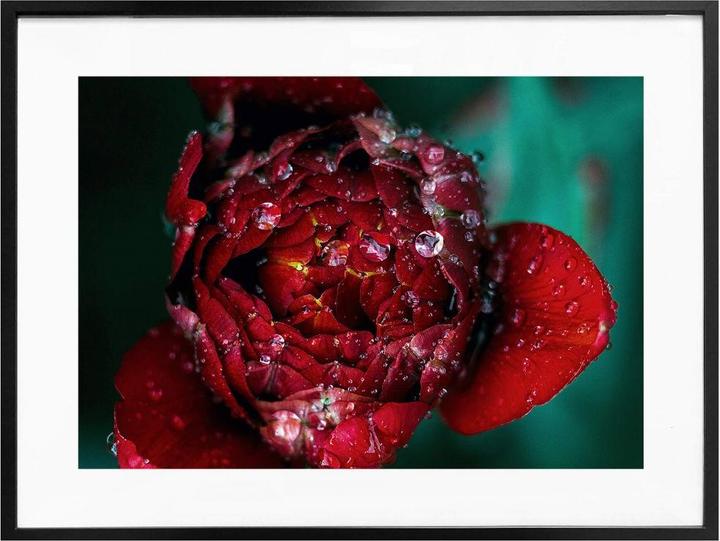 Image du produit Trenddeko Pivoine après la pluie (30 x 24 cm)