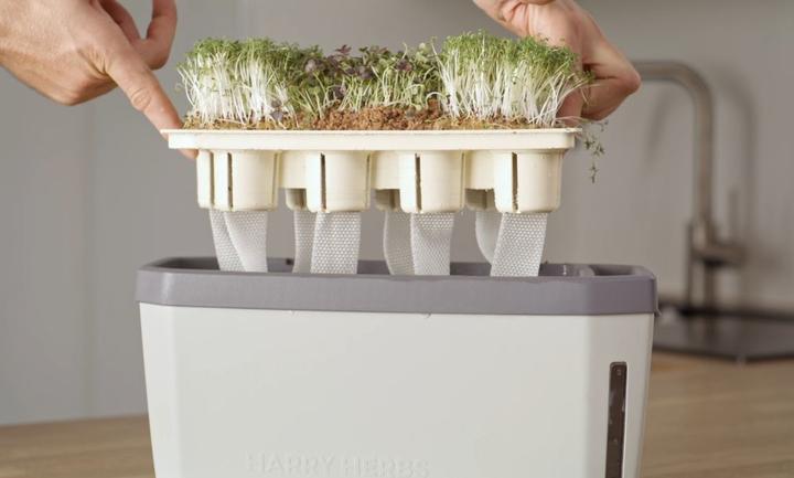 Image du produit Gusta Garden Harry Herbs (Boules d'arrosage)