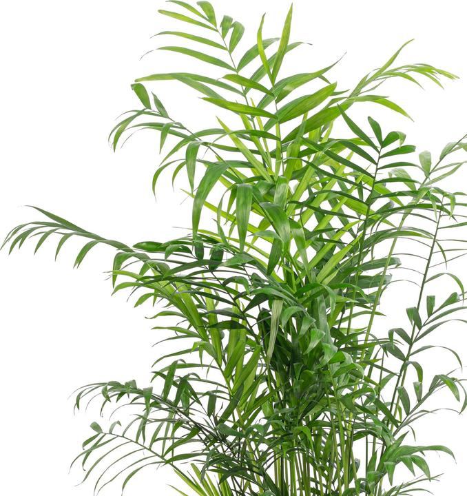 Produktbild Flowerbox Bergpalme - Chamaedorea elegans (70 cm)