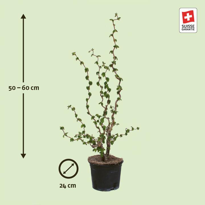 Immagine prodotto Zulauf Haselnussstrauch / Corylus avellana (100 cm)
